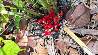 দেশের প্রথম বন খেজুর গাছের সন্ধান দিনাজপুরে
