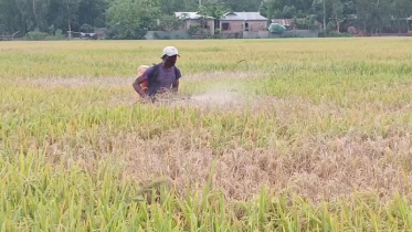 নেক ব্লাস্টে ধ্বংস হচ্ছে বোরো ধান, দিশেহারা কৃষক