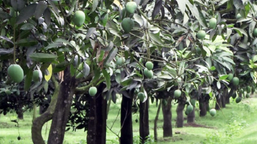 হাড়িভাঙ্গা আম বাজারে আসবে জুনের তৃতীয় সপ্তাহে