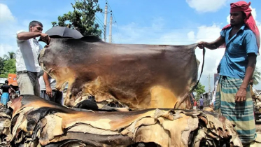 কোরবানির পশুর চামড়ার নতুন দাম নির্ধারণ