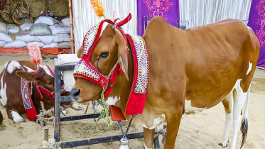 যে ভুল করলে কবুল হবে না কোরবানি
