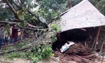 ময়মনসিংহে কালবৈশাখীর ঝড়ে গাছ ভেঙে দুইজনের মৃত্যু