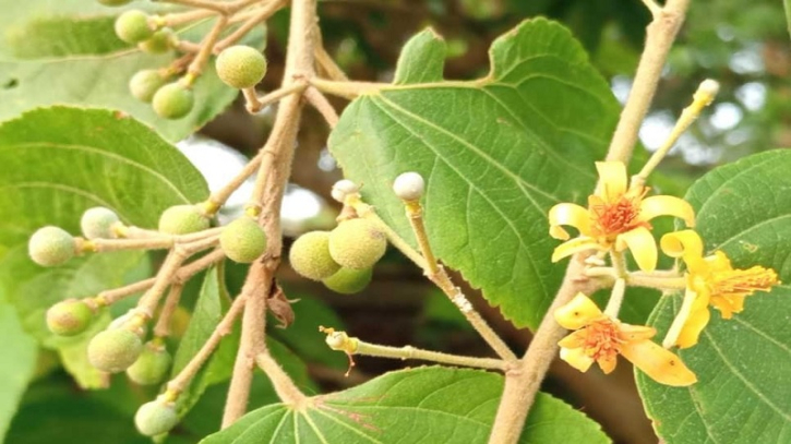 বেরোবি ক্যাম্পাসে প্রায় বিলুপ্ত ফলসা ফল