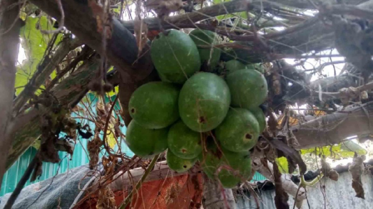 টাঙ্গাইলে এক ডগায় ২০ লাউ! টাঙ্গাইলে এক ডগায় ২০ লাউ!