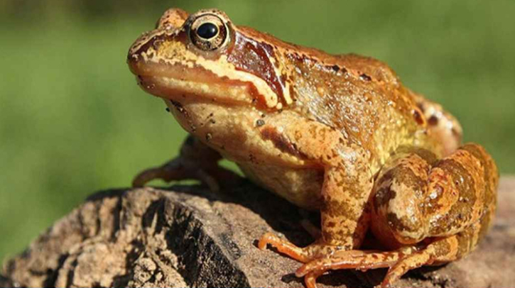 ভূমিকম্প হওয়ার ৭ দিন আগেই বুঝে যায় ব্যাঙ