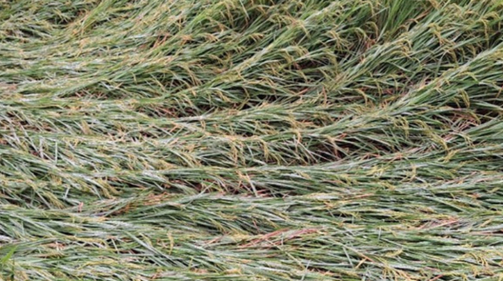 রংপুর অঞ্চলে বৃষ্টিতে আমান ধান ও সবজির ব্যাপক ক্ষতি