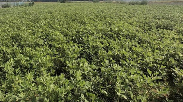 দিনাজপুরে শীতকালীন বাদাম চাষে আগ্রহী হচ্ছে