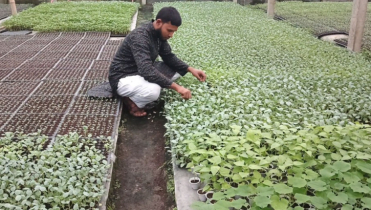 পলিনেট হাউসে সবজির চারা উৎপাদনে বছরে আয় প্রায় ১০ লক্ষ টাকা পলিনেট হাউসে সবজির চারা উৎপাদনে বছরে আয় প্রায় ১০ লক্ষ টাকা