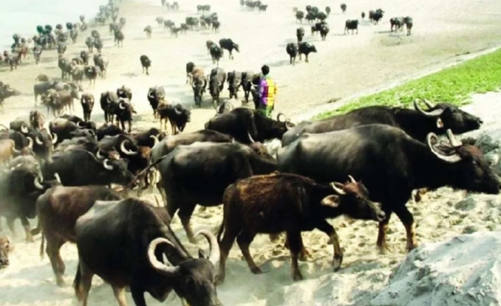 রংপুর অঞ্চলে মহিষ এখন প্রায় বিলুপ্তির পথে