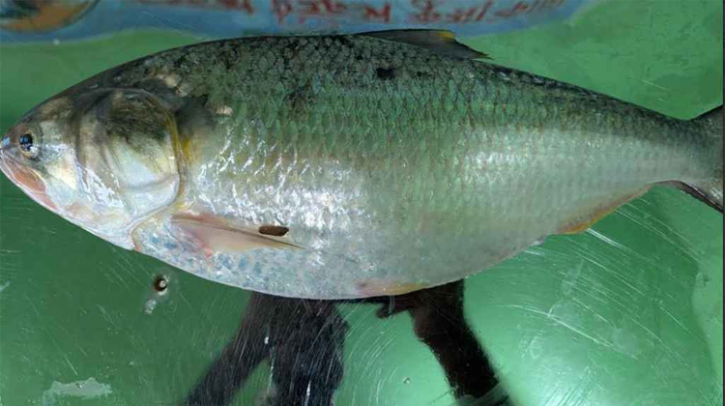 ইলিশের দাম ছুঁয়েছে ৯ হাজার টাকা