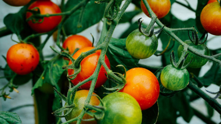 টমেটো খাবেন কেন ? টমেটো খাবেন কেন ?