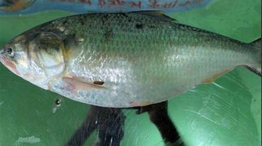 ইলিশের দাম ছুঁয়েছে ৯ হাজার টাকা