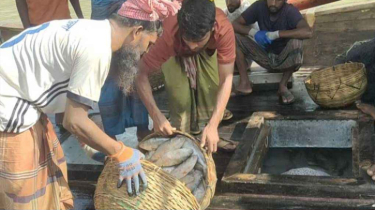 বঙ্গোপসাগর থেকে একবারে ১৭০ মণ ইলিশ ধরা পড়ল বঙ্গোপসাগর থেকে একবারে ১৭০ মণ ইলিশ ধরা পড়ল