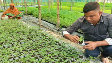 রংপুরে মাটি ছাড়া সবজির চারা উৎপাদন করেই সফল তাওহীদ