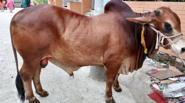 রংপুরে ছাড়পত্র ছাড়া পশু জবাই নিষিদ্ধ