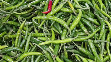 হিলি বন্দরে কাঁচামরিচের দাম কমেছে
