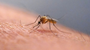 Mosquitoes spotted in Iceland for the first time after record heat Mosquitoes spotted in Iceland for the first time after record heat