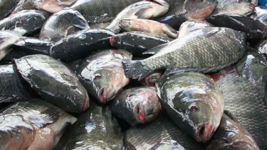 তেলাপিয়ার কারণে নয়, ভুল রান্নায় ঝুঁকি বাড়ে