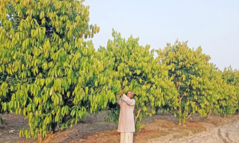 রংপুরের তেজপাতা দেশের গণ্ডি পেরিয়ে যাচ্ছে