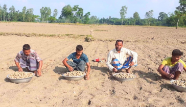 আগাম জাতের আলু চাষে ব্যস্ত কৃষক