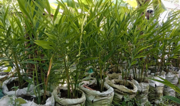নীলফামারীতে সাড়ে ৩ লক্ষাধিক বস্তায় আদা চাষ