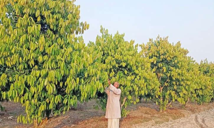 রংপুরের তেজপাতা দেশের গণ্ডি পেরিয়ে যাচ্ছে রংপুরের তেজপাতা দেশের গণ্ডি পেরিয়ে যাচ্ছে