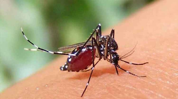 দেশে ডেঙ্গুতে একদিনে সর্বোচ্চ মৃত্যু, হাসপাতালে ভর্তি ৭৪০