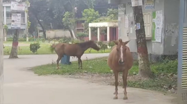পাগলা ঘোড়ার আকস্মিক হামলায় কবি হাসপাতালে,