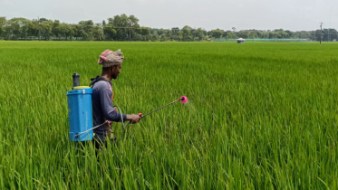 ঝিনাইদহে রোপা আমনে মাজরা পোকার আক্রমণ, দিশেহারা কৃষক