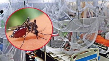 ডেঙ্গুতে প্রাণহানি দেড় গুণ বেড়েছে, সংক্রমণ দ্বিগুণের বেশি