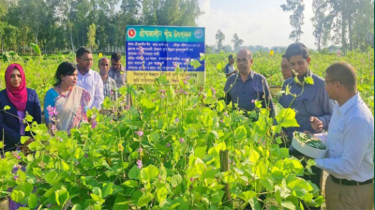 ৬০৬ হেক্টর জমিতে সবজি ও ৫৫ হেক্টর জমিতে আগাম জাতের শিম চাষ