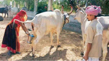 গোমূত্র কিনছে ভারত সরকার, প্রতি লিটারে ২০ রুপি দেওয়ার পরিকল্পনা