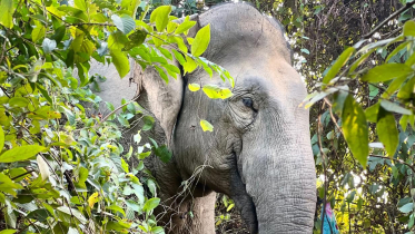 রাঙামাটিতে অস্তিত্ব সংকটে বন্য হাতি