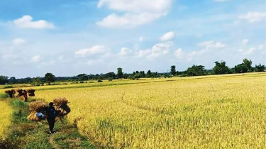 শ্যামনগরে ধানখেতে বজ্রাঘাতে কৃষকের মৃত্যু