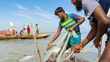 ভোলার নদীতে ঝাঁকে ঝাঁকে ইলিশ, জেলেদের মুখে স্বস্তির হাসি ভোলার নদীতে ঝাঁকে ঝাঁকে ইলিশ, জেলেদের মুখে স্বস্তির হাসি