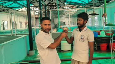 দেশে প্রথমবার কৃত্রিমভাবে কাঁকড়ার পোনা উৎপাদনে সফলতা