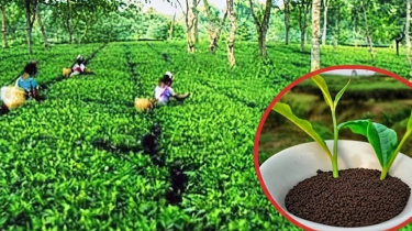 তীব্র গরম-লোডশেডিংয়ে মৌলভীবাজারে চা উৎপাদন ব্যাহত