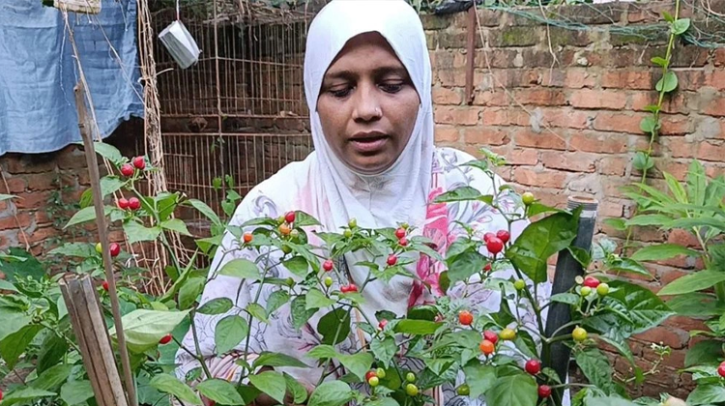 কুমিল্লায় চাষ হচ্ছে বিশ্বের দামি মরিচ ‘চারাপিতা’, কেজি ২৮ লাখ টাকা!