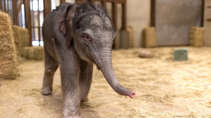 Historic Birth: Asian Elephant Calf Arrives at Washington D.C. Zoo- First in Nearly 25 Years