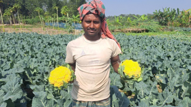 বাজার মূল্য ভালো পাওয়ায় দিনাজপুরে রঙ্গিন ফুলকপির চাষ বাড়ছে
