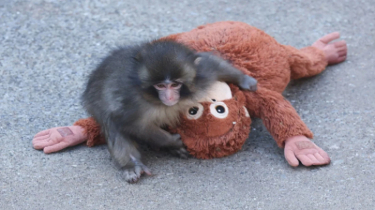 Rescued Baby Macaque ‘Punch’ Joins Troop After Months of Comforting Plush Companion