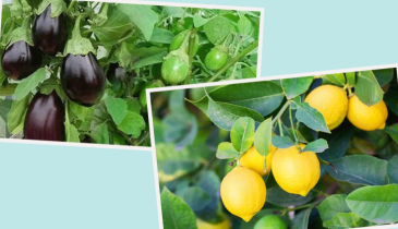 রংপুরে বেগুনের দাম দ্বিগুণ ও লেবুর দাম তিনগুণ রংপুরে বেগুনের দাম দ্বিগুণ ও লেবুর দাম তিনগুণ