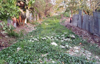 শ্যামা সুন্দরীর মশার উপদ্রবে অতিষ্ঠ রংপুর নগরীর মানুষ