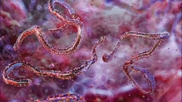 নতুন ভাইরাসের সংক্রমণে বিশ্বজুড়ে বাড়তি সতর্কতা