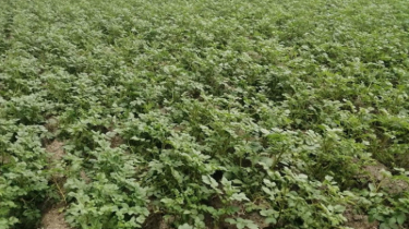 রংপুরে আলু ক্ষেতে লেট ব্লাইট আক্রমণে চরম উদ্বেগ্ন কৃষক