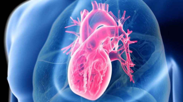 হৃৎপিণ্ডের প্রাকৃতিক মেরামত ক্ষমতা নিয়ে নতুন আশা হৃৎপিণ্ডের প্রাকৃতিক মেরামত ক্ষমতা নিয়ে নতুন আশা