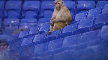 খেলার সময় ফাঁকা গ্যালারিতে বসে খেলা দেখছে বানর
