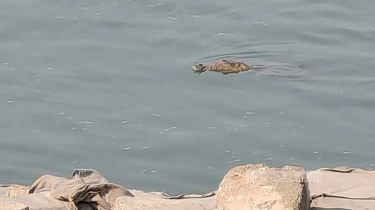 রাজবাড়ীর পদ্মা নদীতে কুমির, আতঙ্কে মানুষ