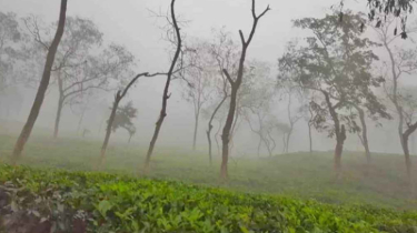 শ্রীমঙ্গলে শীতের দাপট, তাপমাত্রা কত?