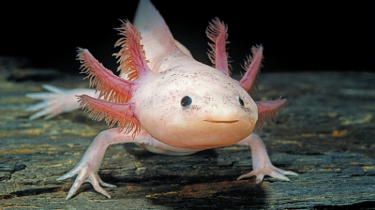 অ্যাক্সোলটল নিয়ে আগ্রহ বাড়ছে বিজ্ঞানীদের অ্যাক্সোলটল নিয়ে আগ্রহ বাড়ছে বিজ্ঞানীদের